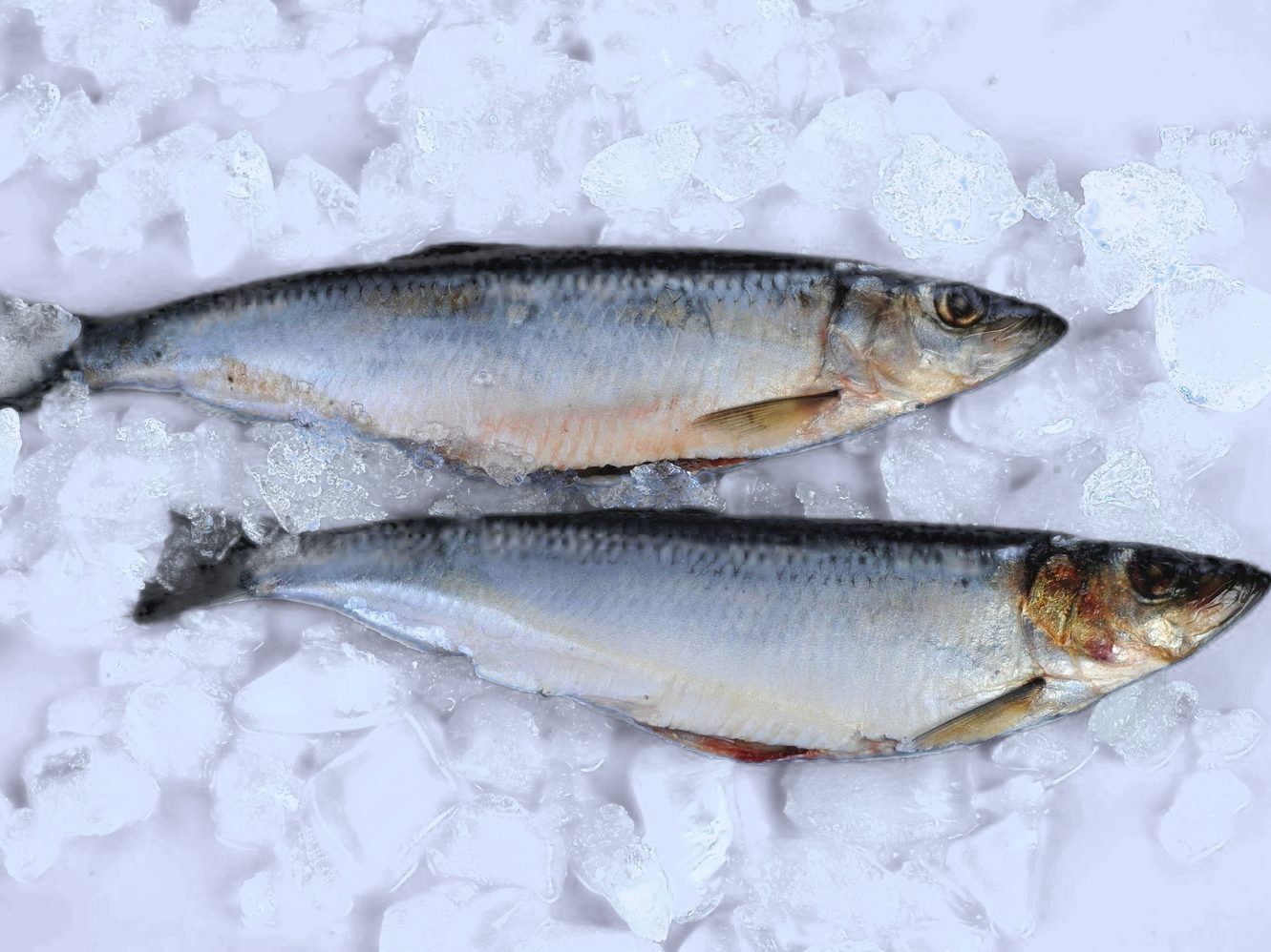 Frozen Herring Products