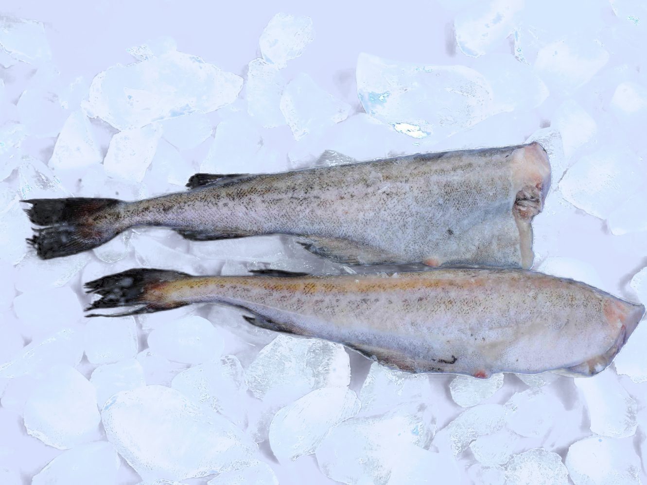 Frozen Pollock Products