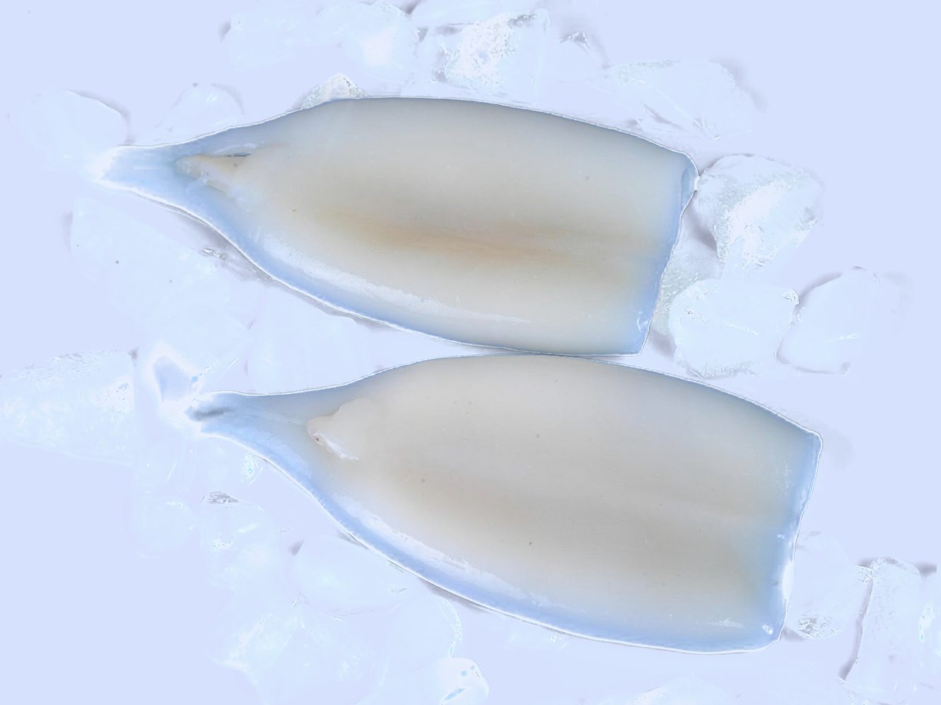 Frozen Squid Products
